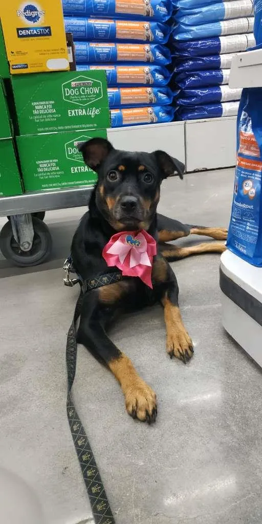 Cachorro raça SRD idade 1 ano nome Pandora