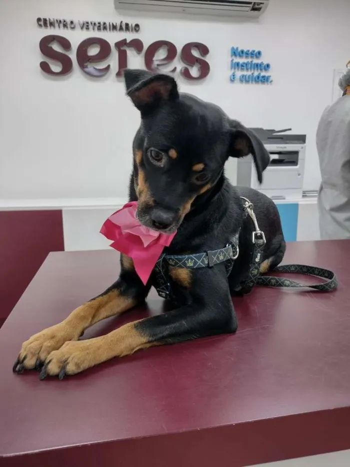 Cachorro raça SRD idade 1 ano nome Pandora