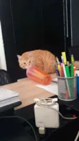 Stanley