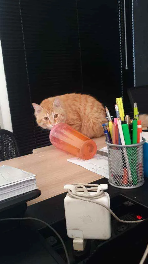 Gato ra a SRD idade 7 a 11 meses nome Stanley