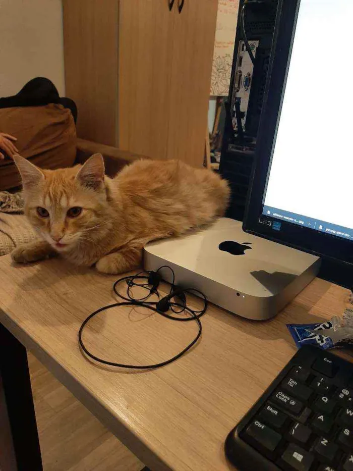 Gato ra a SRD idade 7 a 11 meses nome Stanley