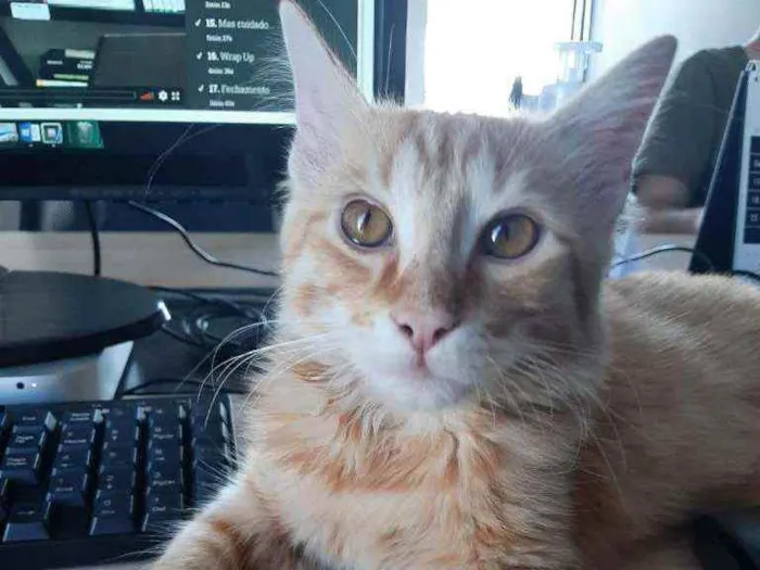 Gato ra a SRD idade 7 a 11 meses nome Stanley