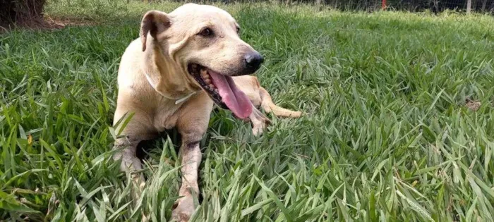 Cachorro raça SRD-ViraLata idade 4 anos nome Branca