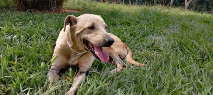 Cachorro raça SRD-ViraLata idade 4 anos nome Branca