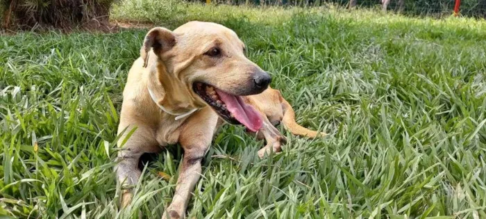 Cachorro raça SRD-ViraLata idade 4 anos nome Branca