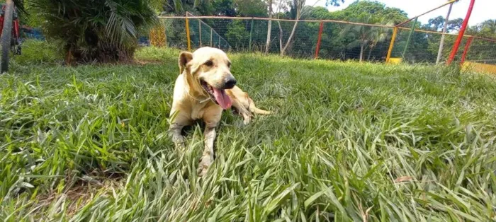 Cachorro raça SRD-ViraLata idade 4 anos nome Branca