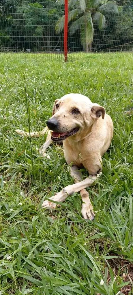 Cachorro raça SRD-ViraLata idade 4 anos nome Branca
