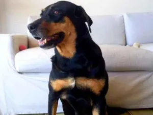 Cachorro raça SRD-ViraLata idade 3 anos nome Cacau