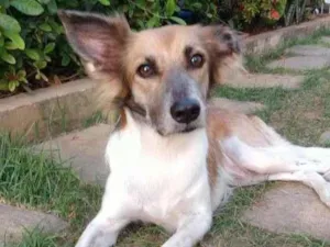 Cachorro raça SRD-ViraLata idade 2 anos nome Raposa