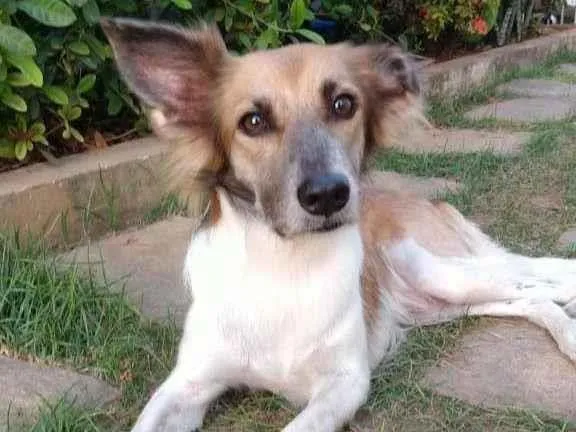 Cachorro ra a SRD-ViraLata idade 2 anos nome Raposa