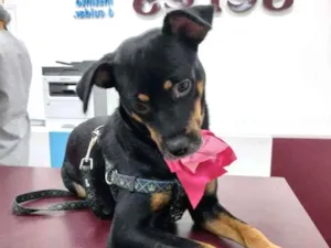 Cachorro raça SRD idade 1 ano nome Pandora