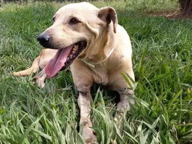 Cachorro raça SRD-ViraLata idade 4 anos nome Branca