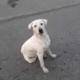 Brutus