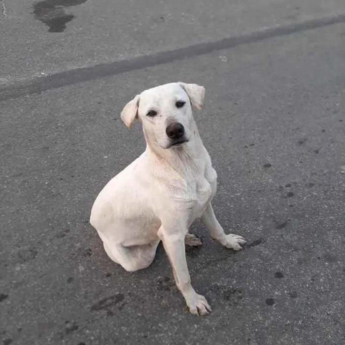 Cachorro ra a Labrador idade 2 anos nome Brutus