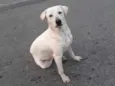 Brutus