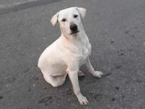 Cachorro raça Labrador idade 2 anos nome Brutus