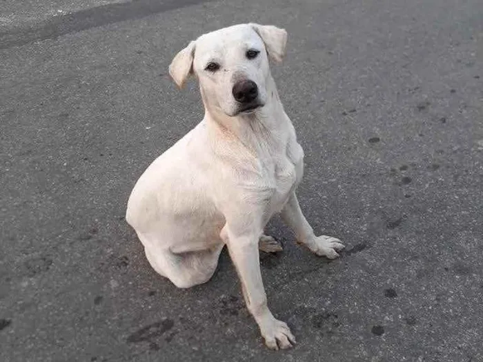 Cachorro ra a Labrador idade 2 anos nome Brutus