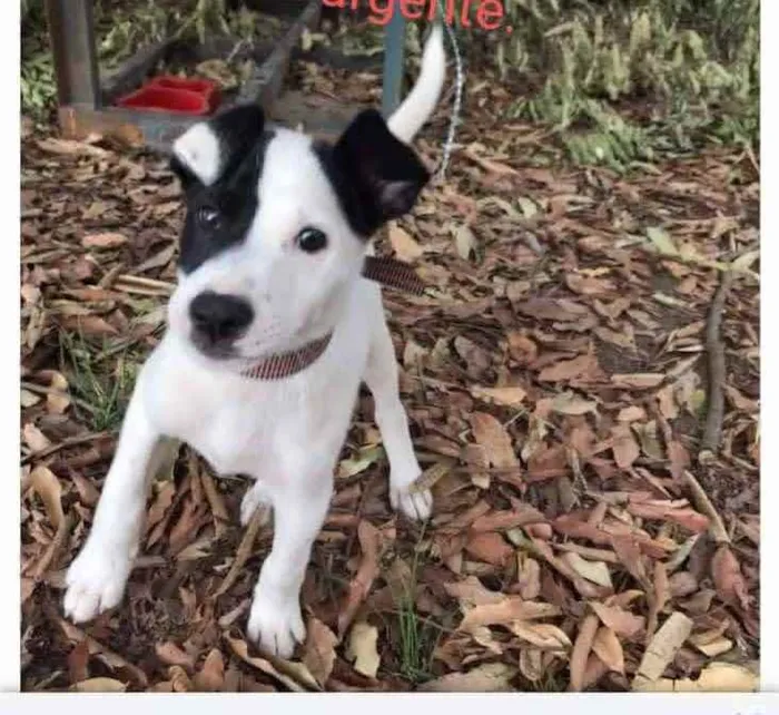 Cachorro ra a SRD idade  nome Pequeno