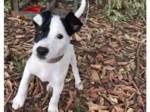 Cachorro raça SRD idade  nome Pequeno