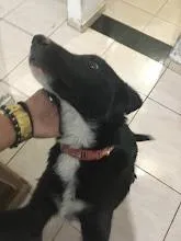 Cachorro raça SRD-ViraLata idade 7 a 11 meses nome DOG