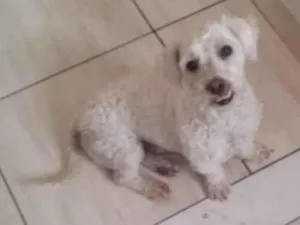 Cachorro raça Poodle c/lhasa apso idade 5 anos nome Fred