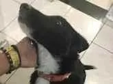 Cachorro raça SRD-ViraLata idade 7 a 11 meses nome DOG