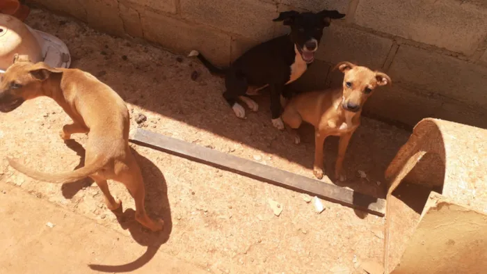 Cachorro ra a não sei idade 2 a 6 meses nome não tem nome