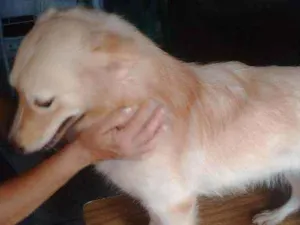 Cachorro raça Não definida idade 7 a 11 meses nome Fofa