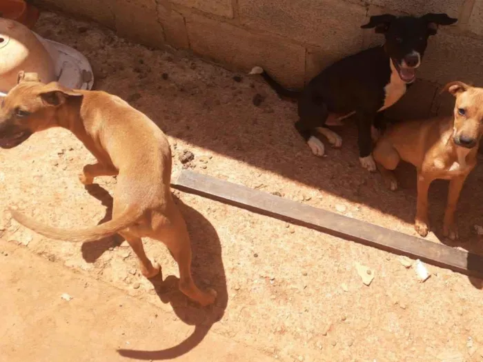 Cachorro ra a não sei idade 2 a 6 meses nome não tem nome