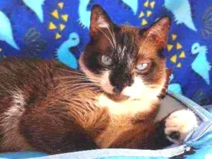 Gato raça SRD idade 1 ano nome JAMES 