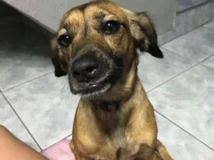 Cachorro raça Indefinida idade 5 anos nome Kiara