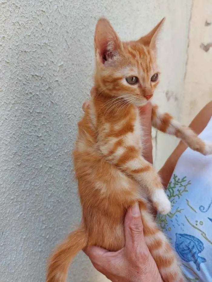 Gato raça Srd idade 2 a 6 meses nome Tutti Bebe lindo 