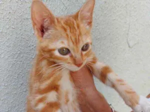 Gato raça Srd idade 2 a 6 meses nome Tutti Bebe lindo 