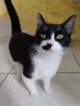 Boquinha 