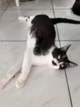 Boquinha 