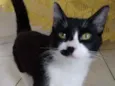 Boquinha 
