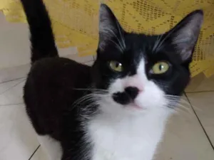 Gato raça  idade 2 a 6 meses nome Boquinha 