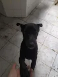 Pretinho