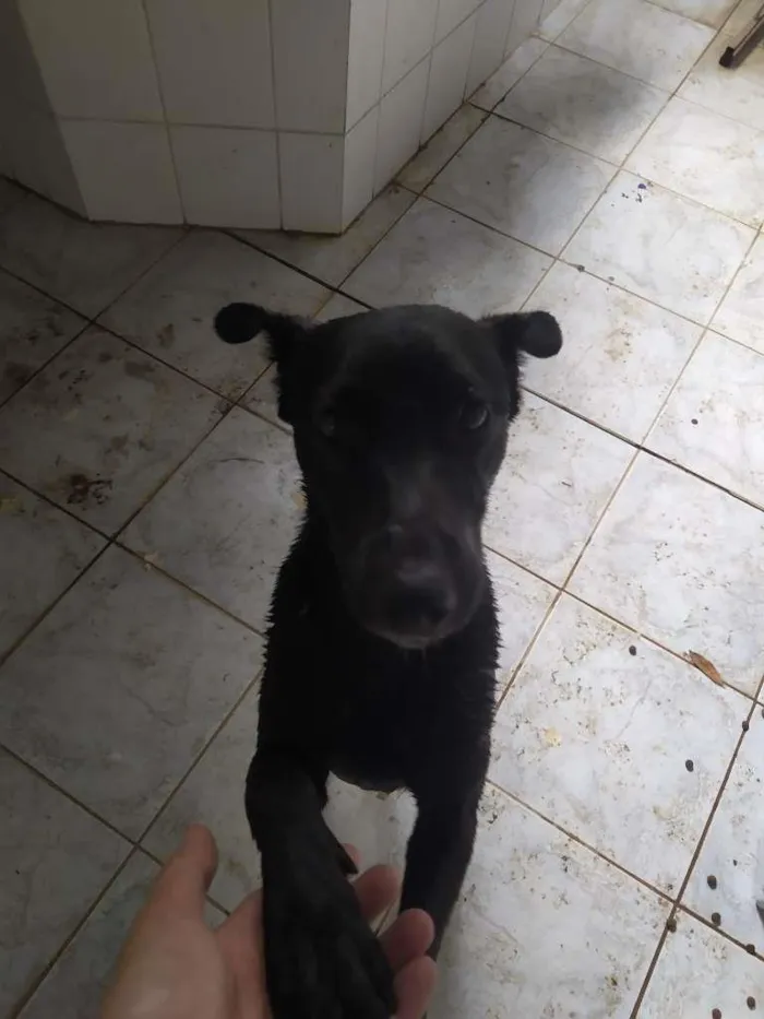 Cachorro raça Vira Lata idade 7 a 11 meses nome Pretinho