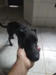 Pretinho