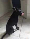 Pretinho