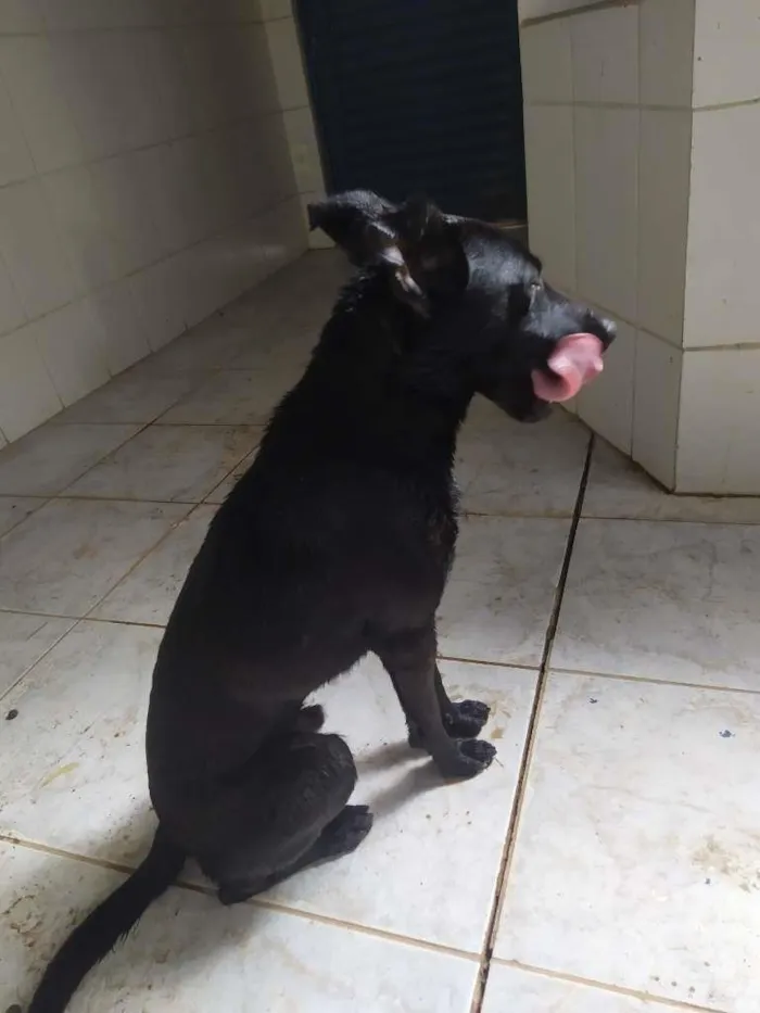 Cachorro raça Vira Lata idade 7 a 11 meses nome Pretinho