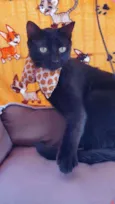 OREO