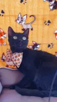 OREO