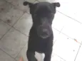 Pretinho