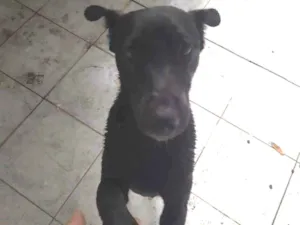 Cachorro raça Vira Lata idade 7 a 11 meses nome Pretinho
