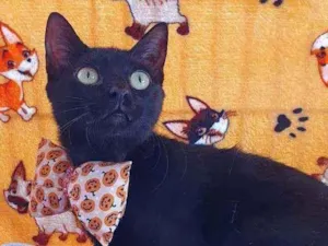 Gato raça SRD idade 7 a 11 meses nome OREO 