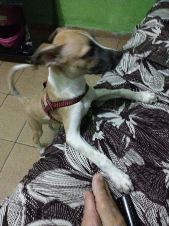 Cachorro ra a Per idade 2 a 6 meses nome Scub