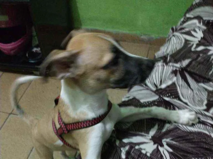 Cachorro ra a Per idade 2 a 6 meses nome Scub