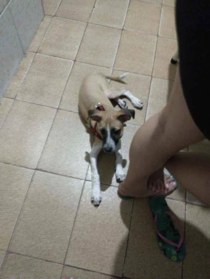 Cachorro ra a Per idade 2 a 6 meses nome Scub